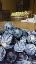 Sprzedam kapustę czerwoną kaliber 1-3kg 