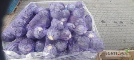 Sprzedam kapustę czerwona kal. 0.8-3kg jakość marketowa. Ilości paletowe 
