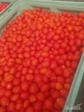 Sprzedam duże ilości pomidora ok. 200ton 
