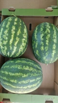 Sprzedam arbuza Melia, słodki dojrzały w ilościach paletowych pod zamówienie,  świeżo zbierany. 