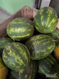 Sprzedam polskiego Arbuza w rozmiarze ok 5-8kg. Ilość ok 2ton. Zebrany i schłodzony. Wiecej informacji na tel