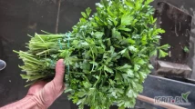 Sprzedam pietruszke naciowa kilogram może być pęczek duże iloci