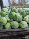 Sprzedam kapustę białą 1.5-4 kg. Jakość marketowa . Opakowanie i cena do dogadania 