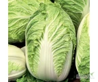 KUPIMY KAPUSTE PEKINSKĄ ODSORT 1,5kg+!
