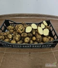 Sprzedam świeżo kopane ziemniaki pod zamówienie, odmiana Denar, kal. 45+, Luzem lub pakowane w worki 15 kg, 5 kg, 3 kg, ilości tirowe. 