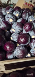 Sprzedam kapustę czerwoną 1-3kg ilości paletowe 3zl