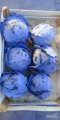 Sprzedam kapustę czerwoną waga od 1.2 do 2.5 kg 