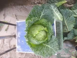 Sprzedam paletowe ilości kapusty włoskiej młodej cena i opakowanie do ustalenia