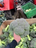Sprzedam brokuł Titanium 500+, towar czysty zdrowy, ładnie zbity, ilość ok 4tyś  sztuk, więcej inf pod nr tel 