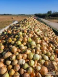 Cebula biała w łusce 4,5 -8, sucha, prosto z pola. Około 100 ton