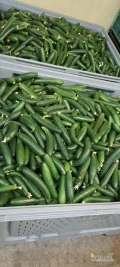 Sprzedam Ogórka szklarniowego 2 klasa. Duże, ilości możliwy transport. Worek lub skrzynia. Worek 3zł/kg skrzynia 2,60zł/kg. Kalisz....
