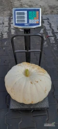 Witam sprzedam dynie ozdobna Biały Miś dynie bardzo duże 20kg+. Duże ilości 