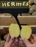 W sprzedaży sadzeniak kwalifikowany odmiany Hermes typ BC , klasa A , przeznaczenie - chips.
