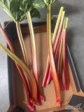 Sprzedam duże ilości rabarbaru malinowego
