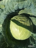 Sprzedam kapustę na kg 3-5kg/szt