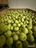 Sprzedam gruszkę lukasowka - zielona twarda, po przymrozkach, z chłodni. 