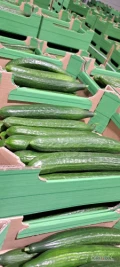 Sprzedam Ogórka szklarniowego 2 klasa. Duże ilości. Transport na terenie kraju. 3zł/kg tel. 884883858