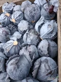 Sprzedam kapustę czerwoną 1-4kg ilości tirowe 