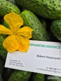 Oferujemy  ogorka gruntowego sv 35 w ciągłej sprzedaży od lutego do listopada..           Jestem producentem   produkt polski 
