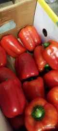 Dzień dobry mam do sprzedania okolo 2tony papryki importowanej z Egiptu. Papryka jest zdrowa ma lekko przymarszczona skórkę bądź kolor...