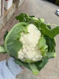 Sprzedam ładnego białego kalafiora 