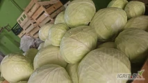 Sprzedam kapustę białą market i przemysł pakowaną w karton box ilości tirowe zainteresowanych zapraszam