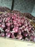 Sprzedam cebule czerwona kaliber 3-5 i 5-8. 