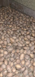 Sprzedam ziemniaki kaliber do 4.5

