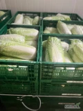 Sprzedam kapustę pekinka  0,6-1,7kg ilości raczej paletowe, 100% czysta w środku.
