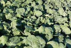 FBZPR: Czym chronić uprawy?