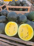 Sprzedam żółte arbuzy odmiany Janosik. Arbuz słodki i soczysty. Posiadam około 15 ton tej odmiany.