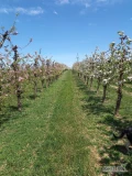 Oddam w dzierżawę sad jabłoniowy odmiany "RE" - sokowe, o powierzchni 6,29ha (w dwóch kawałkach 4,70ha i 1,59ha) po obu stronach...