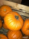 Sprzedam dynie halloween kaliber 10 -15 kg. Ilości tonowe . Możliwość dostawy 