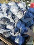 Sprzedam kapustę czerwona 1-2,5kg. Około 5 ton. 40gr kg+ opakowanie 