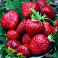 Poszukuje dostawcy Truskawek prosto z pola na maj bardzo ładnych i bardzo dobrych odmian najlepiej Rumba, Azja mogą być też honey ale...