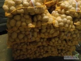 Sprzedam ziemniaki jadalne, odmiana: Tonacja.
