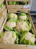 Kalafior 6 szt. Włochy -świeża dostawa
