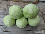 Sprzedam paletowe ilości kapusty Zenon . Kaliber 1.5-2.5 kg oraz 1.5-3.5/4 kg . Jakość marketowa. Opakowanie worek skrzynia karton box. 