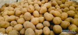 Ziemniaki od3do5 odmiany Jurek 4tony Tajfun 4 tony Anna4tony Gala 2,5tony