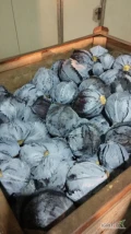 Sprzedam kapustę czerwoną kaliber 1-3kg opakowanie karton box 