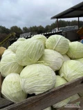 Kapusta biała na przemysł report i Ambrosia główki 3+ dostępne duże ilości. 
