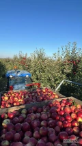 Sprzedam jabłko Idared 25 ton w skrzyniach kupującego (miejscowość Daromin) 