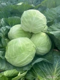 Sprzedam Kapustę Białą Zdrowa, Czysta,  Duże główki. Tniemy pod zamówienie. Około 75ton karton box lub skrzynia. Cena 75gr 
