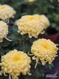 Sprzedam do hurtu chryzantemy grubokwiatowe i średniokwiatowe w różnych kolorach. Możliwy transport. Okolice Sandomierza. 
