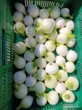 Sprzedam cebulę obraną na biało,bez nasiennika ,worek lenko, opakowania 5,10 kg  do uzgodnienia, dziennie dostępne 1000 kg 