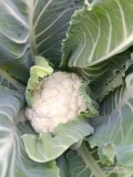 Sprzedam duże ilości kalafiora chętnie nawiąże współpracę na dłużej stały odbiór 