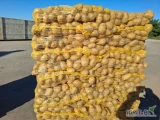 Sprzedam ziemniaki 2500 ton, żółte i czerwone, worek szyty 5, 10 , 15 kg.lub big-bag.kaliber do uzgodnienia: 4+ 4,5+ 5+ 5,5+ 6+ jakość...