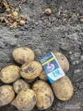 Sprzedam ziemniaki gala soraya bardzo ładny towar opakowanie do uzgodnienia 