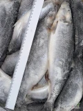 Śledź (Clupae Harengus) WR 400+ IQF; 10,10 PLN/kg; WR 430+ blok; 11,05 PLN/kg;

