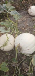Sprzedam dynie ozdobną biały miś 